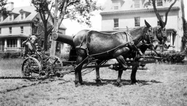 two horses pull a man in an old-fashioned grass cutter