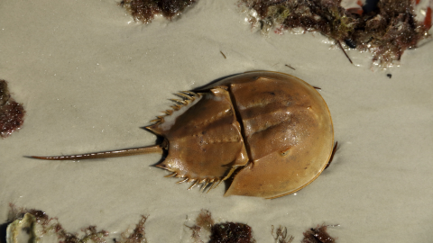 Horseshoe Crab A horseshoe crab on beach sand.