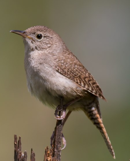 a small brown bird with a thin bill, light undersides, and striping