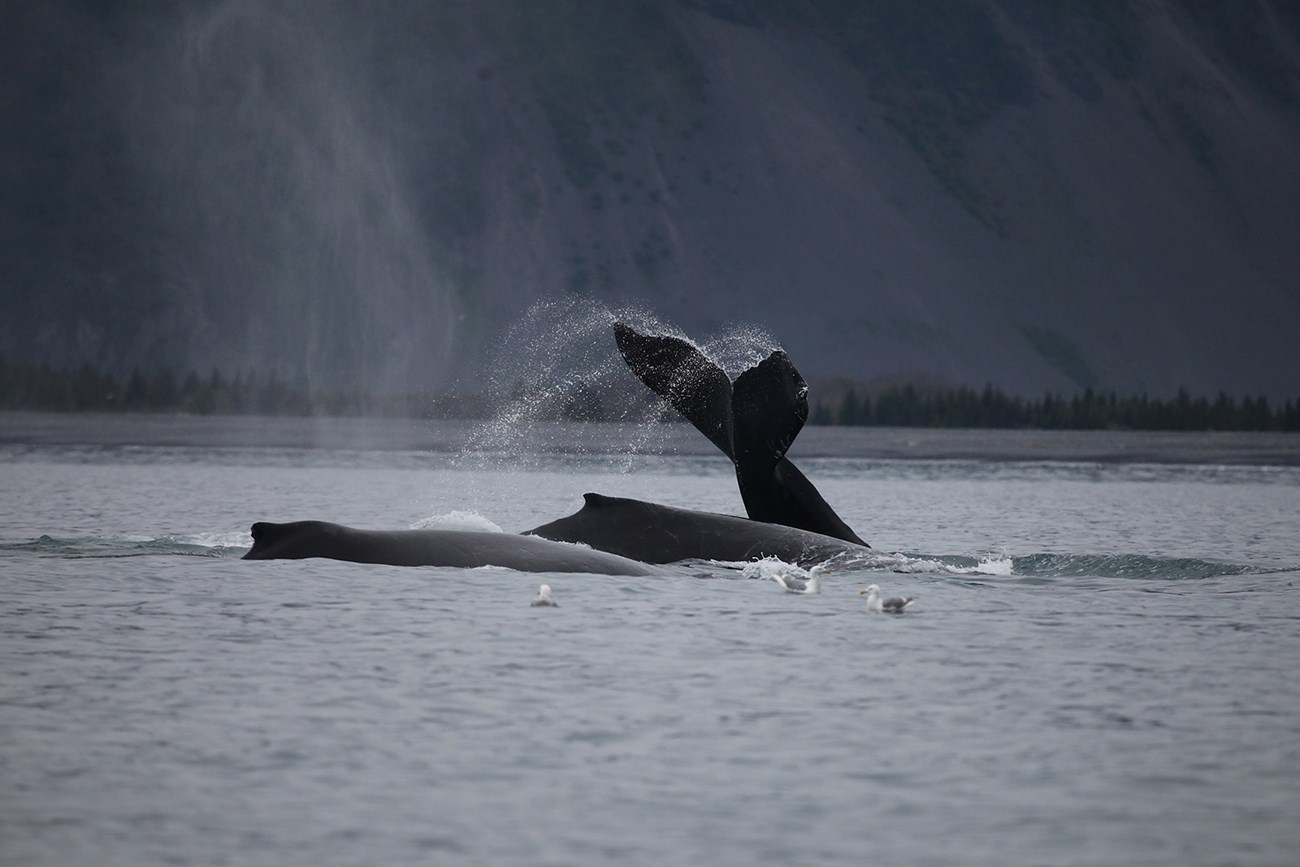 Three humpback whales show dorsal fins and tails.