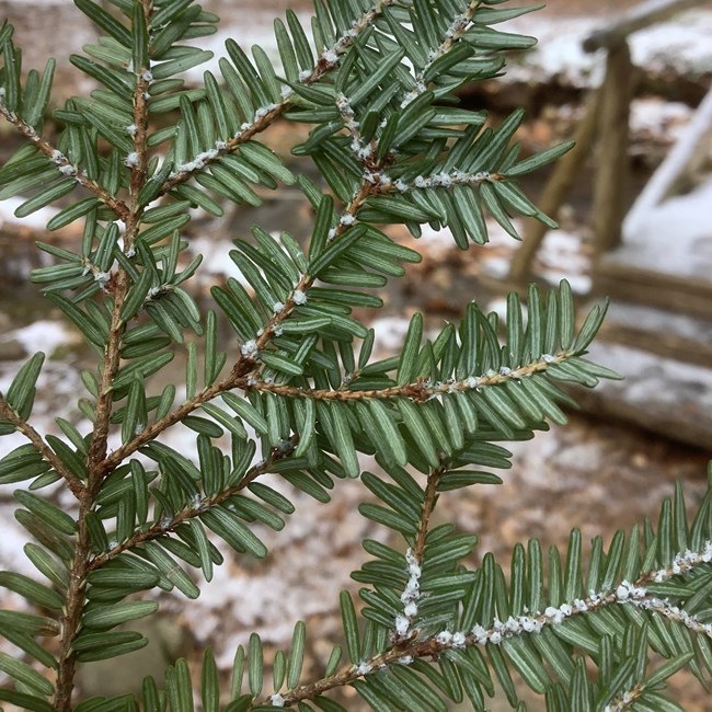 HWA wool on hemlock branch