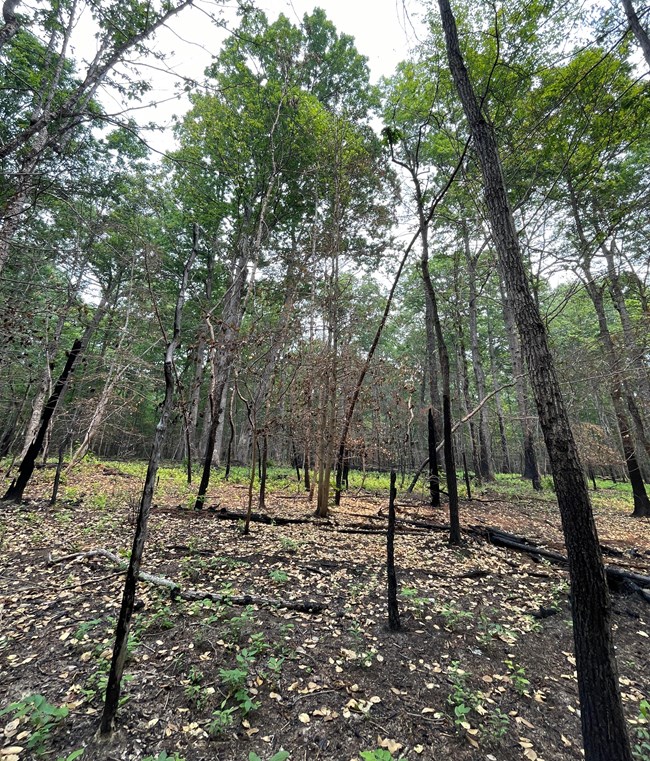 Sparse forest after a prescribed burn with blackened trees and leaf litter scattered across a charred forest floor.