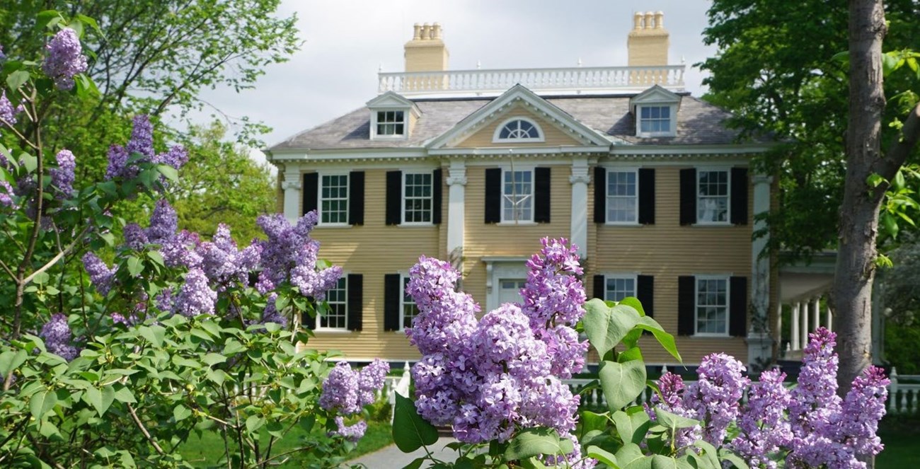 three story historic yellow house with purple flowers in the foreground