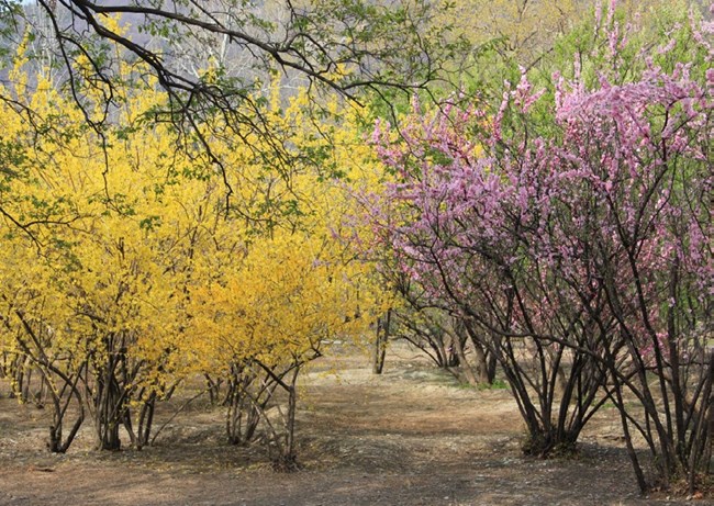 The multiple stems and colorful flowers of several forsythias and redbuds are shown.