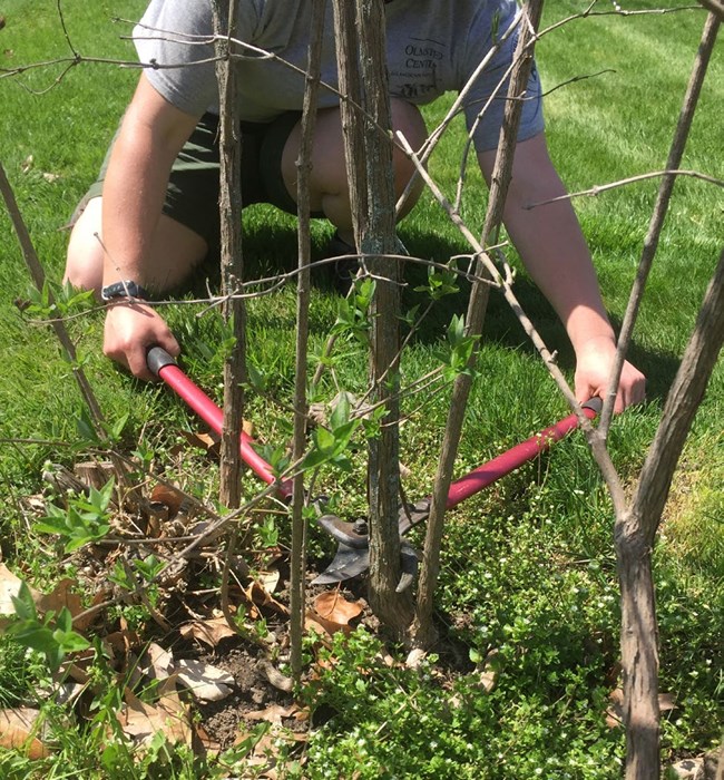 A landscaper demonstrates how to use loppers to remove aan old stem from the base of a shrub.