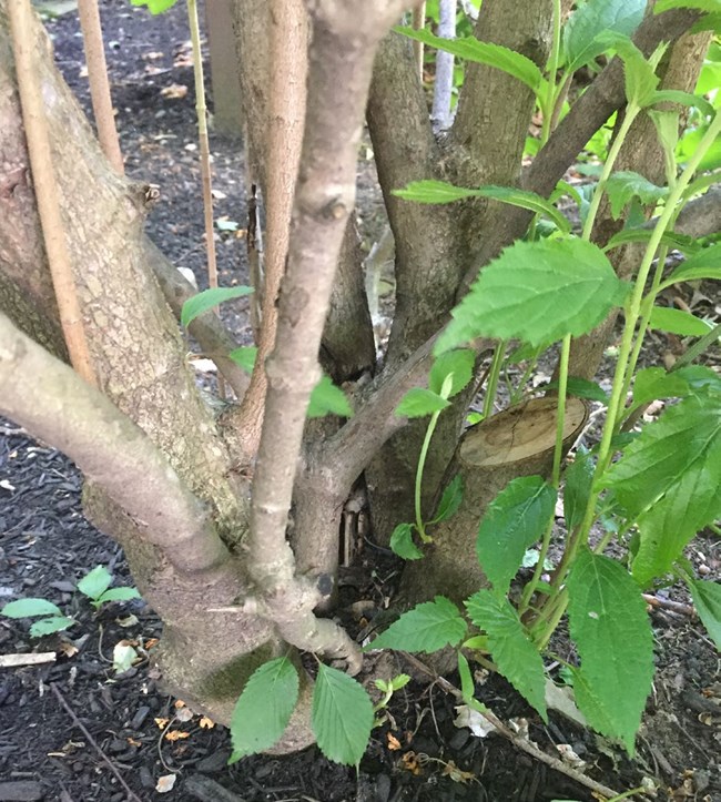 New Growth on a deciduous shrub is emerging from the base of older branches that have been removed.