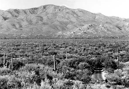A photo showing the exact same landscape view as Figure 1, but with far fewer saguaros and many more trees.