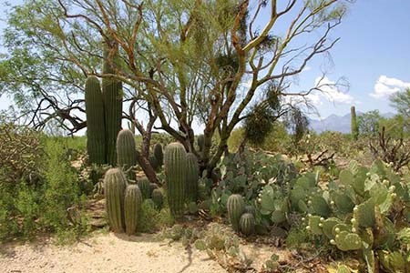 View about 10 feet away from a desert tree about 10 feet tall, with nearly 20 small saguaros clustered under it, ranging in height from less than one foot to more than 8 feet tall.