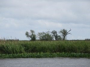 image004-300x225 marshland