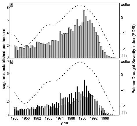 Two graphs showing the number of saguaros established each year. In both graphs the numbers are low from the 1950s until 1970. They gradually rise, peaking around 1989, then drop off dramatically to only a very few saguaros established by the year 2000.