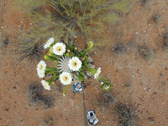Photo looking directly down on a tall saguaro with large white flowers, taken with a long selfie stick and tablet.  Two citizen scientist volunteers stand on the ground below, one looking up.
