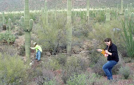Taking measurements in a cactus landscape Photograph of two volunteer citizen scientists using a 20-foot long tape measure along the ground, in a landscape that is filled with saguaros in both the foreground and background at Saguaro National Park.