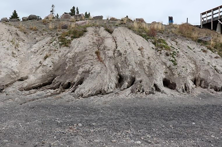 Photo looking directly at a coastal bluff with tan sediment. There are a series of small gullies where water has caused a significant amount of erosion. There is open voids along the base of the bluff where erosion has occurred.