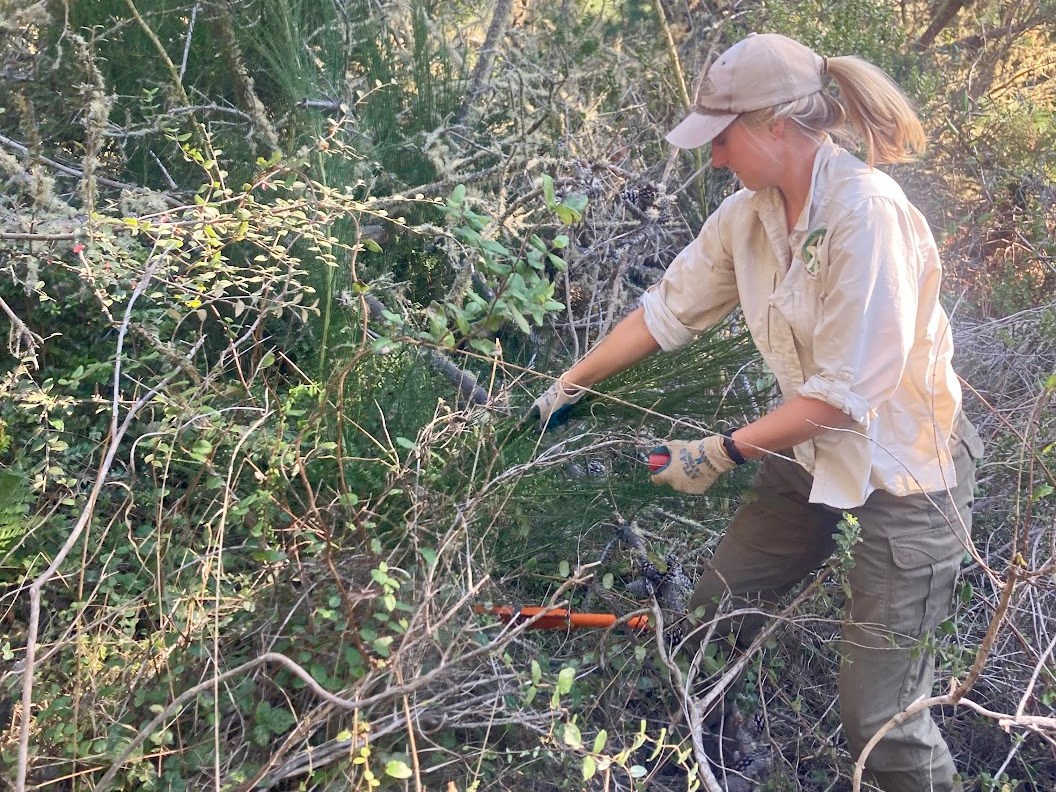Pulling Scotch broom Person in a patch of forest pulling on the branches of a large, green shrub.