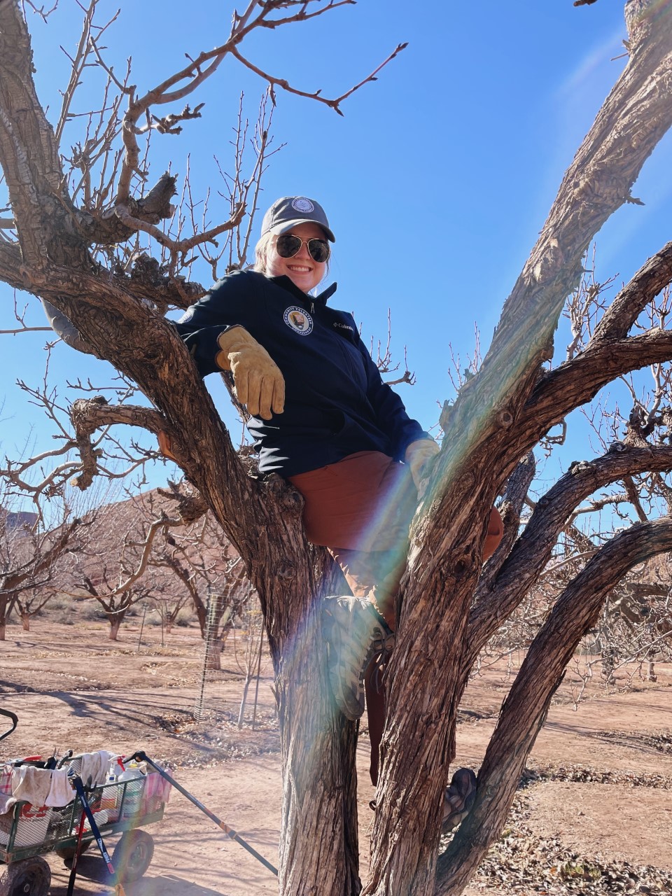 Christine Longenecker Park Story Person sits on the limb of a fruit tree