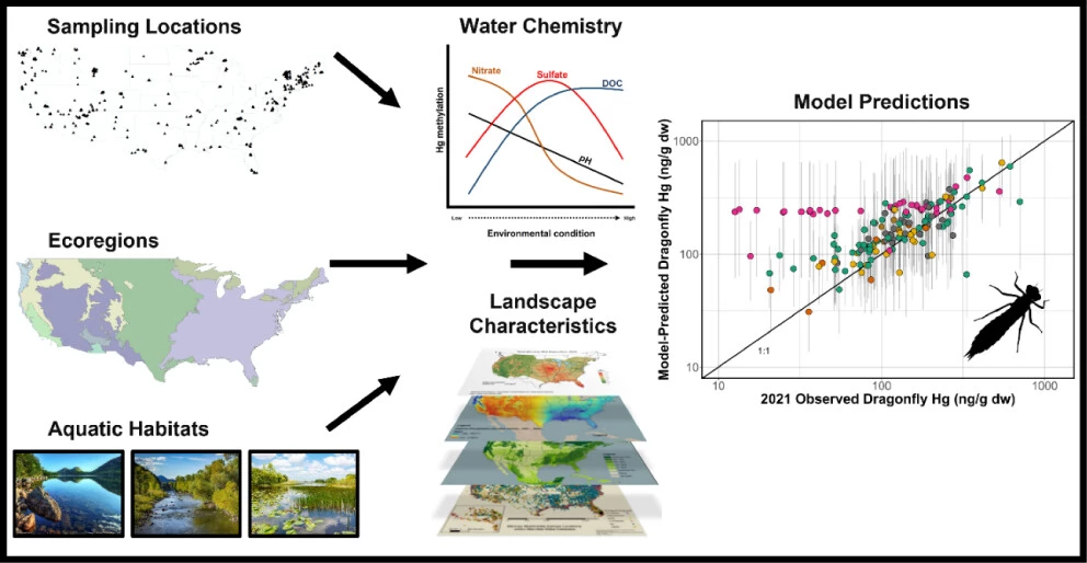 Inputs to continent-scale freshwater mercury accumulation model Two tiny maps labeled sampling locations and ecoregions, a set of wetland photos labeled 'aquatic habitats,' a mini 'water chemistry' graph, and a stack of 'landscape characteristics' maps, all with arrows pointing to a 'model predictions' graph.