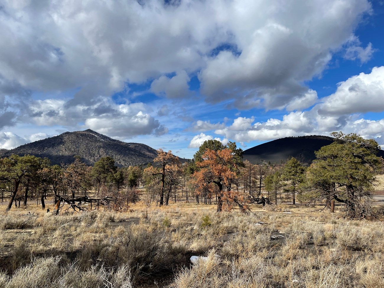 Sunset Crater Volcano National Monument Grassland with trees in the forefront and two mountains in the background.