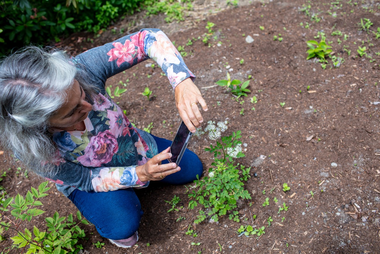 Overhead view of a gray-haired woman kneeling on open brown ground and taking a picture of a green plant with her cell phone.