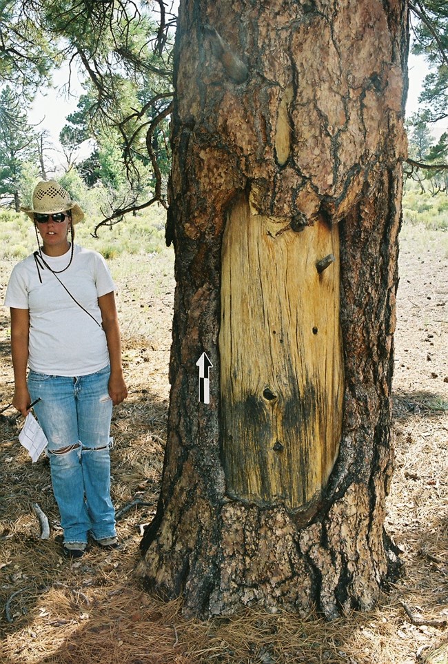 A person stands next to a pine tree with a portion of the outer bark scraped off.