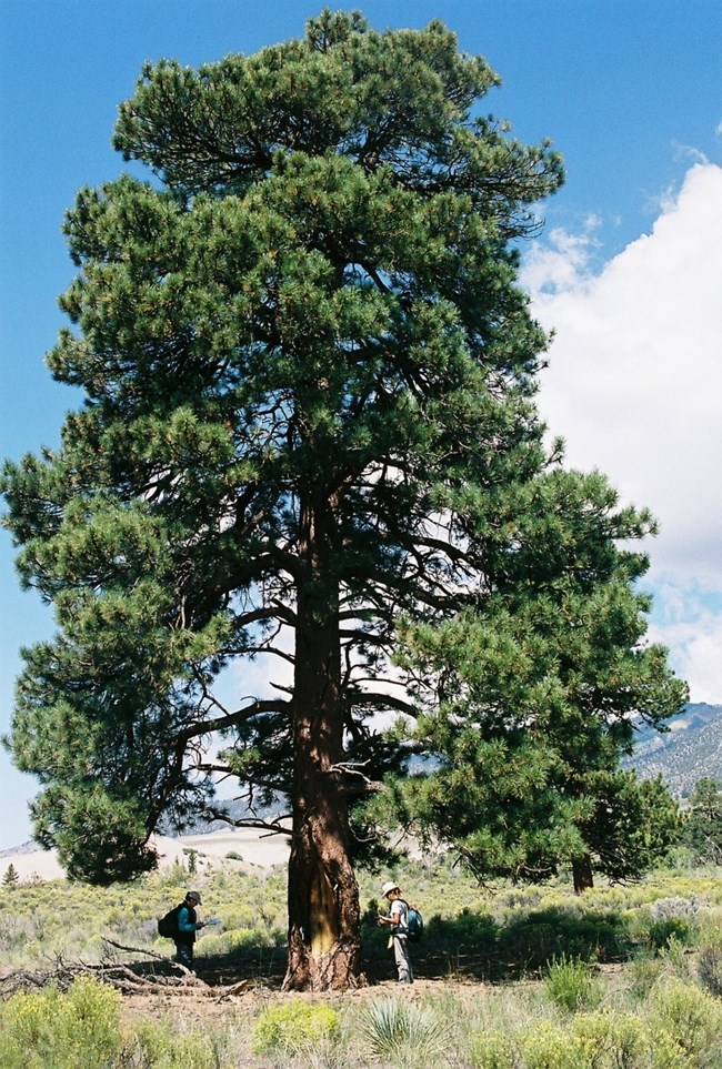 Introduction to Plants of Great Sand Dunes (U.S. National Park Service)