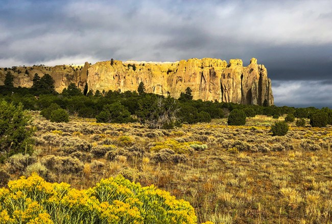 inscription rock moody skies chamisa A field of yellow bushes in front of a large cliff face.
