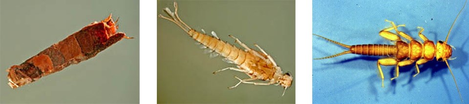 Aquatic invertebrates Close-up photos of three different kinds of aquatic macroinvertebrates.