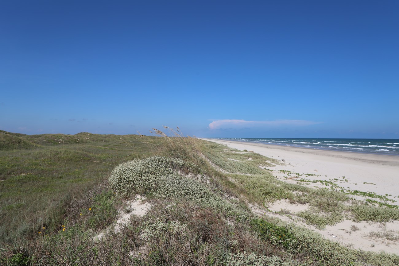 View from a dune crest, extending from interior grassland to dune to Gulf of Mexico