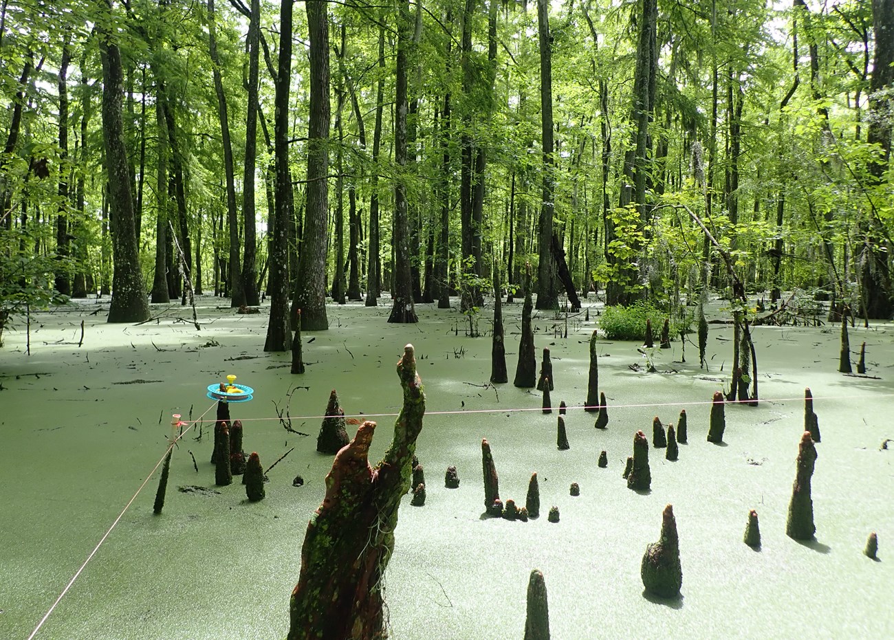 jela vegetation. 2021. Jela 2021 veg brief cover photo Cypress and Tupelo swamp at Jean Lafitte National Park.