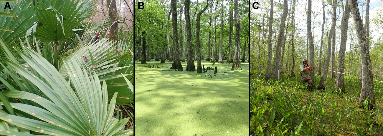 jela vegetation. 2021. Figure of veg classes A three-panel image showing various habitat groupings at Jean Lafitte NPP's Barataria Unit.