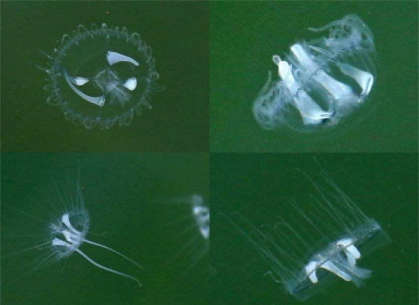 A jellyfish is shown in four frames from various angles.