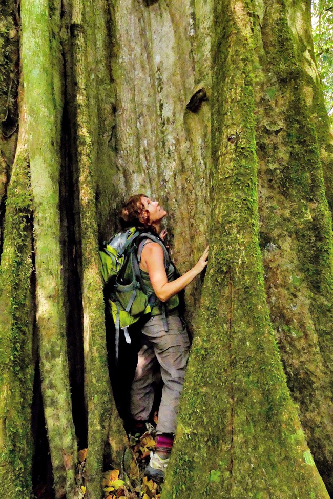 Exploring nature Jena stands within and examines the buttress of a giant tree.