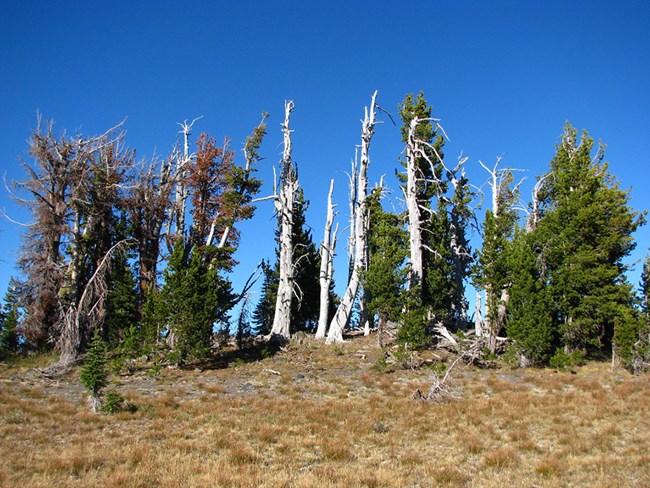 A ridgetop stand of conifers with red-needled dead trees on one end, old dead trees lacking needles in the center, and live trees on the other end.