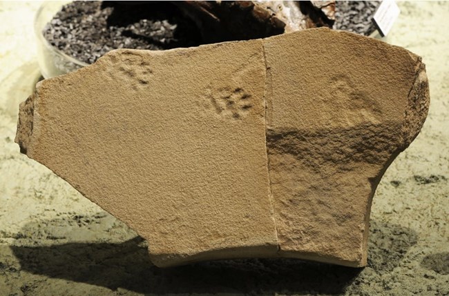 Paw prints on a rock.