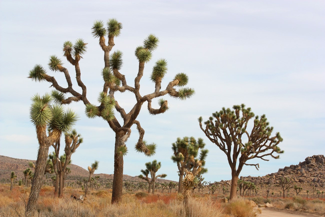 Joshua trees with a desert background. Joshua trees with a desert background.