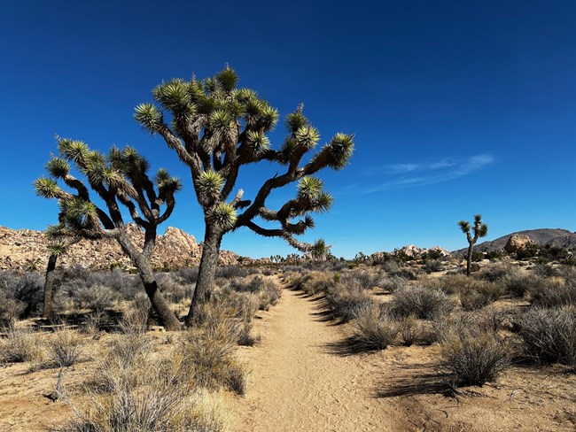 Path through desert landscape with scattered Joshua trees and shrubs on both sides.