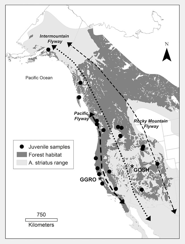 Black dots representing museum specimens, scattered around a map of the western US that also indicates sharp-shinned hawk habitat, and three distinct flyways.
