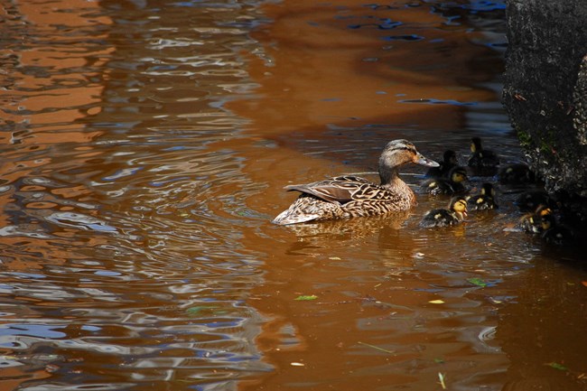 An adult duck and several ducklings swim in opaque, reddish-brown water