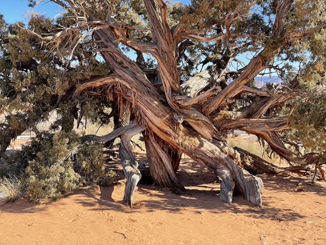 A stocky tree with large, twisty, intertwined branches, in a desert landscape.