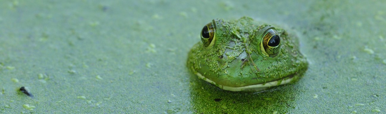 a bullfrog pops up from water with green algae layer