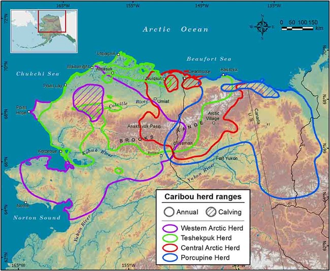 Map of four Arctic caribou herd territories.