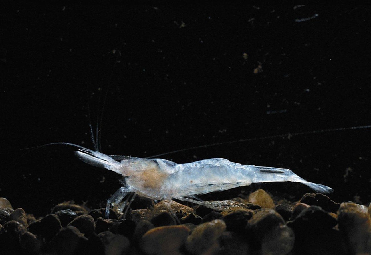 A translucent cave shrimp