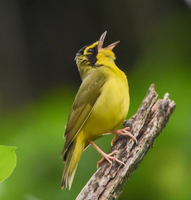 Kentucky warbler.