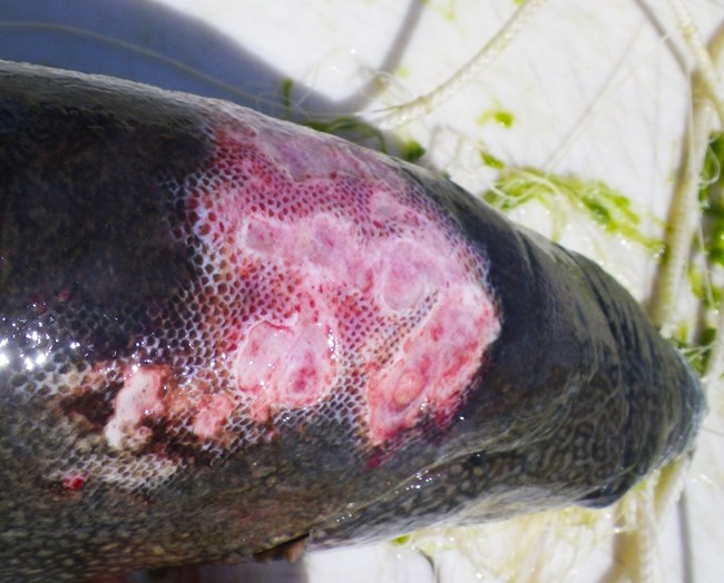 Detail of the back of a lake trout with sea lamprey wounds.