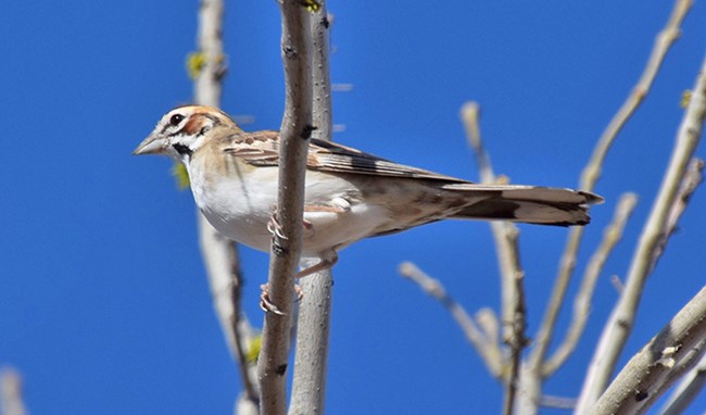 Small songbird with white belly and chestnut, white, and black head markings.
