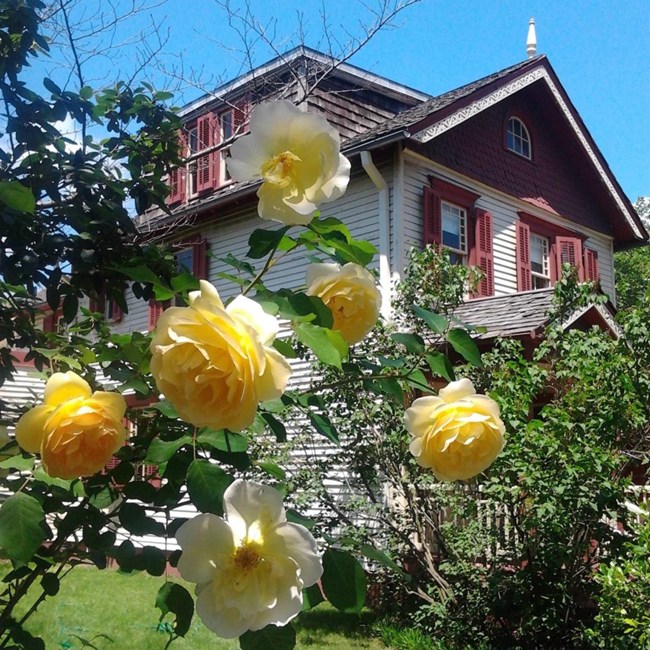 White in yellow flowers in front of a white house with red trim