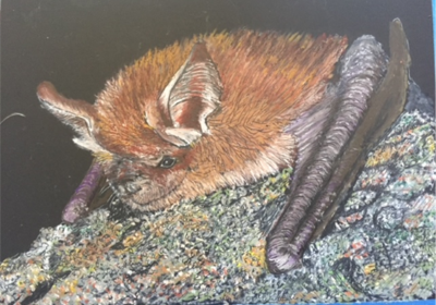 Colored drawing of little brown bat on a rock.