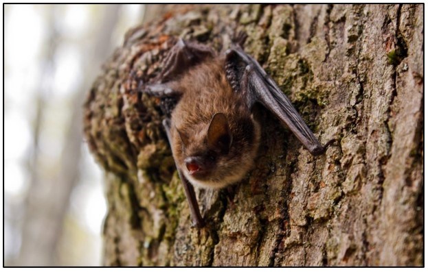 Close-up photo of a brown bat resting on a tree trunk during daylight hours.