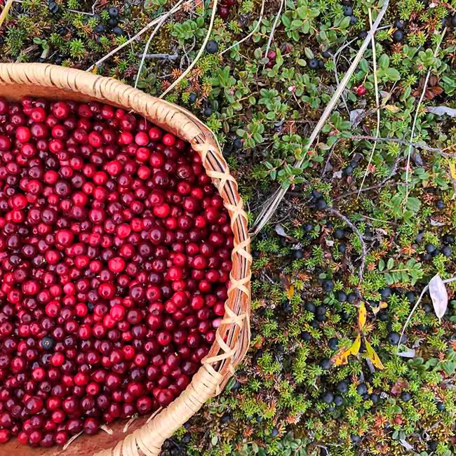 A basket of red berries on a mossy bed of tundra.
