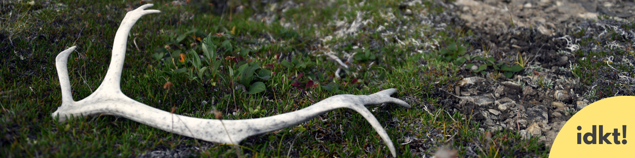 Leave What You Find a shed antler in grass