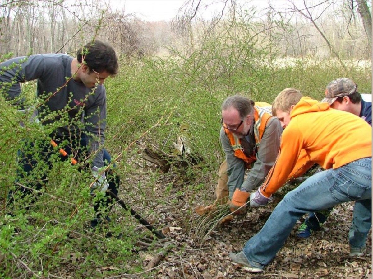 Volunteers use the crowbar and team method to remove barberry from the ground. Although physically challenging, this is the safest and most efficient way to remove this pesky invasive species. Photo credit: Bill Moorhead.